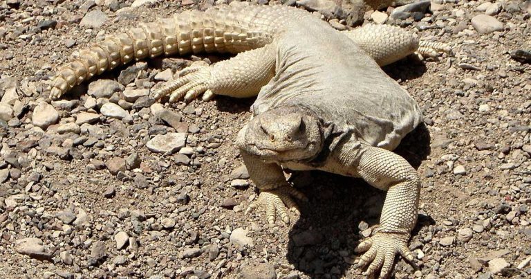 সৌদি আরবে ভাইরাল “সান্ডা” খাবার! কী এই সান্ডা? জানলে চমকে যাবেন আপনিও!